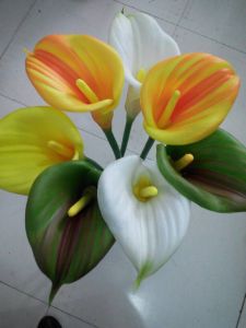 Best Selling Flowers of Cally Lily Flower Gu-Hy427220644